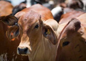 Declaração de rebanho deve ser feita até dia 31