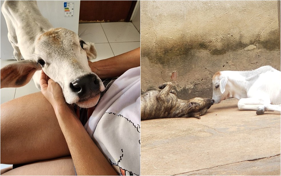 advogada-cria-boi-como-pet-apos-ser-abandonado3A-ele-e-um-milagre-conheca-a-emocionante-historia-de-efraim2C-o-bezerro-acolhido-por-solange-caixeta-e-sua-filha-em-goiania