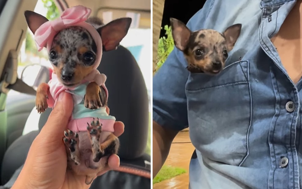 conheca-cha-cha2C-a-cadela-miniatura-que-conquistou-mais-de-40-milhoes-de-views-em-goiania