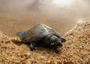Nascimentos no maior berçário de tartarugas do Brasil cai 75%