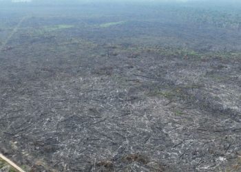 Apenas 5% dos casos de desmatamento na Amazônia geraram indenizações