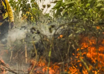 Brasil tem 1 milhão de focos de queimada registrados em 5 anos