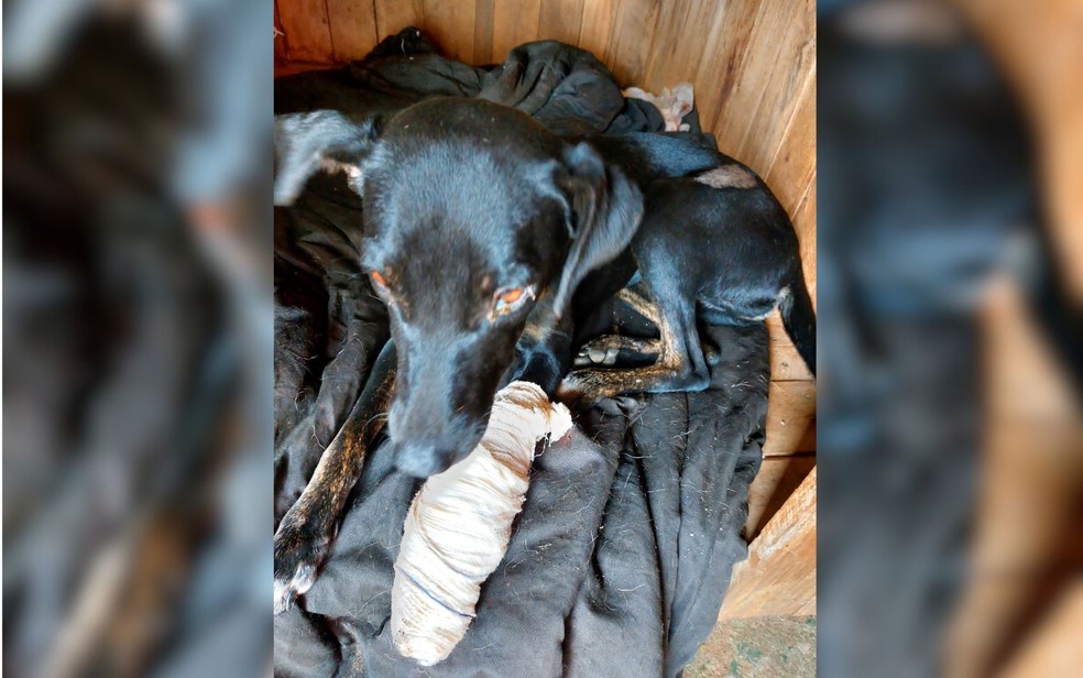 ciclista-e-preso-por-atropelar-cachorros-de-proposito-em-formosa2C-goias