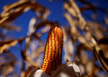 Conab mantém safra de soja do Brasil e vê Goiás como 3º produtor após quebra no RS