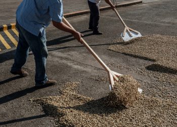 Preços do café atingem maior nível em 50 anos — mas produtores não estão comemorando