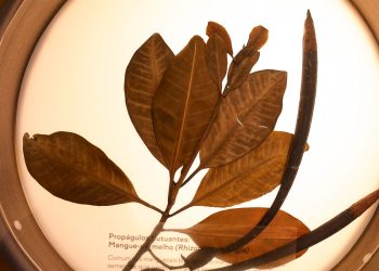 Museu do Jardim Botânico do Rio celebra Mata Atlântica em exposição