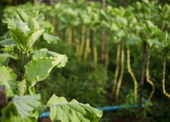 BNDES destina R$ 135 milhões a ações sociais e ambientais em favelas