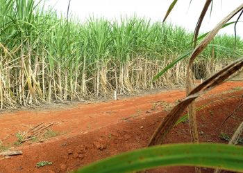 Brasil terá segunda maior safra de cana, segundo estimativa da Conab