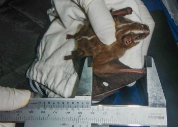 Ilha Grande, no RJ, recebe título de área de conservação de morcegos