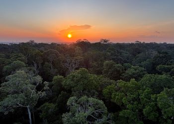 Instituto Clima e Sociedade lança edital para projetos que usam IA