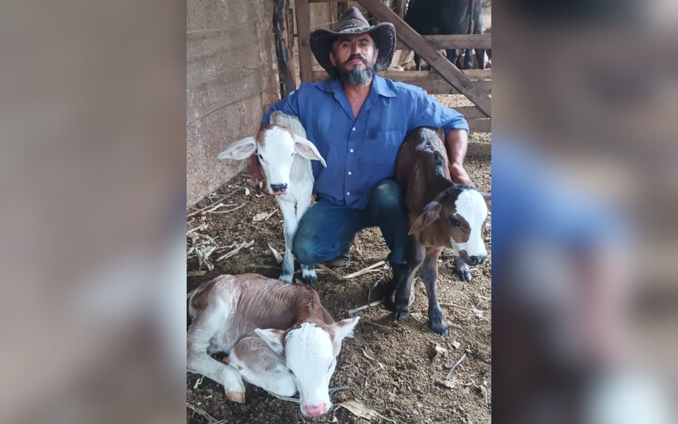 parto-raro3A-vaca-da-a-luz-trigemeos-em-goias3B-caso-surpreende-fazenda