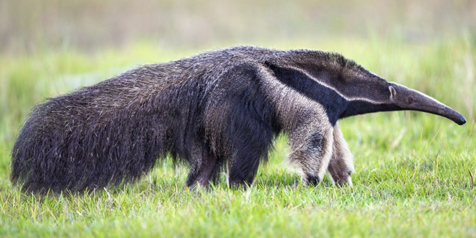 tamandua-bandeira.jpg
