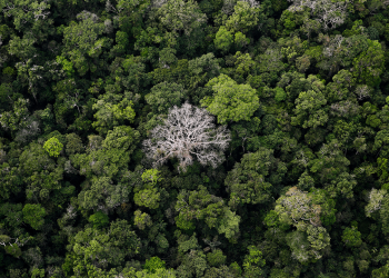 Quase todos os biomas registraram redução do desmatamento em 2024