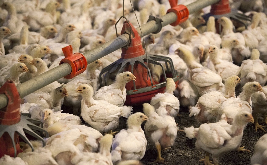 2024-08-06T204412Z_1_LYNXMPEK750V8_RTROPTP_4_FARMACEUTICALS-CHICKEN.jpg