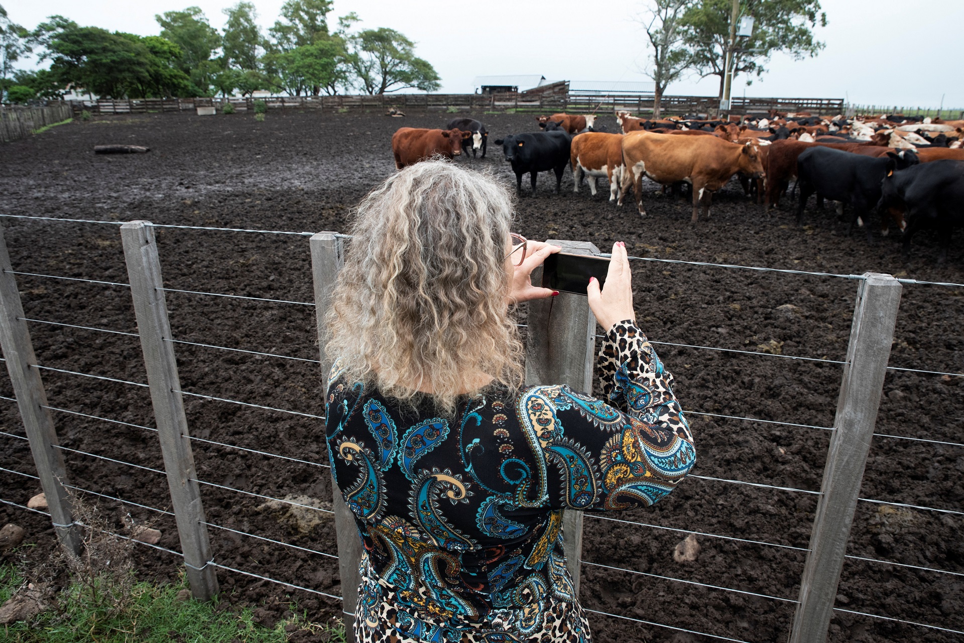 2025-05-17T161546Z_1_LYNXMPEL4G0AS_RTROPTP_4_URUGUAY-CATTLE-SCANDAL.jpg