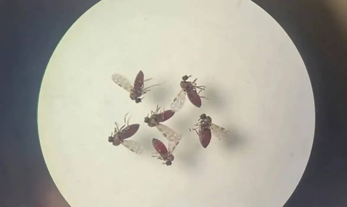 240718-mosquito-culicoides-paraensis1-800x600_0.webp.jpeg