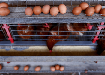 Gripe aviária em granja comercial no Brasil preocupa? Como afeta ações de proteínas?