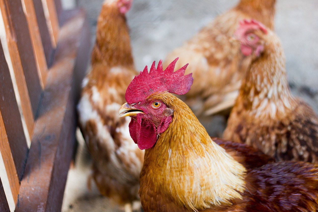 chicken-2647636_1280.jpg