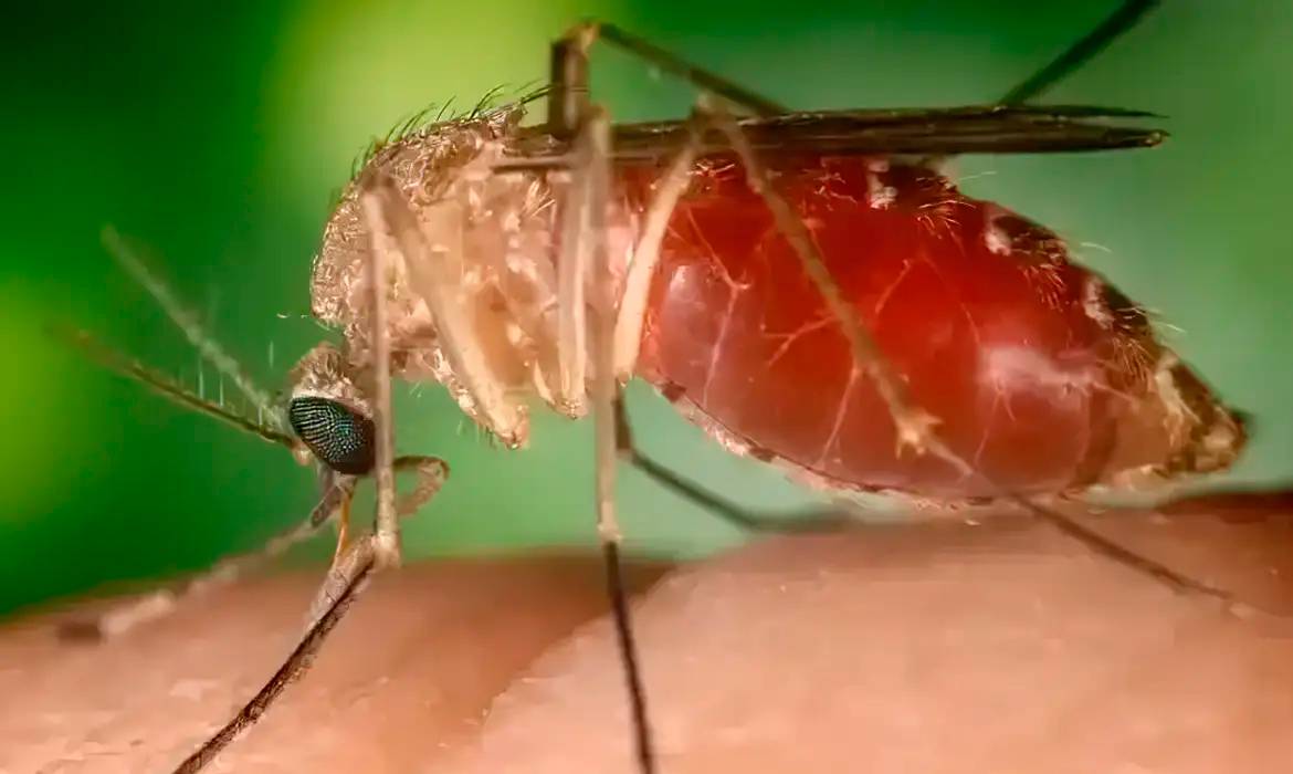 mosquito_maruim_.webp.jpeg