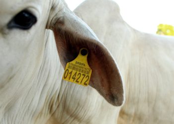 Por que o “Rei do Gado” está apoiando um programa para proteger a Amazônia