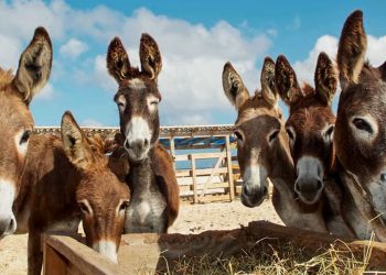 Demanda da China por gelatina medicinal coloca jumento em risco de extinção