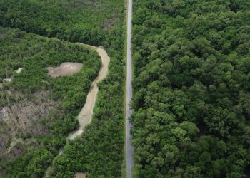Construção de estradas impacta mangue amazônico