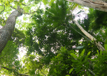 Hoje é Dia: Semana do Meio Ambiente e obesidade infantil são destaques