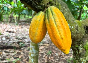 Seca extrema e calor intenso reescrevem o calendário do cacau na Amazônia