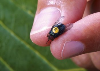 Depois da gripe aviária, “bicheira” deve prejudicar gado bovinho
