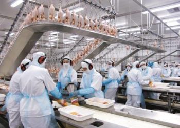 Morgan Stanley destaca 3 debates e aponta preferida entre JBS, Minerva, BRF e Marfrig