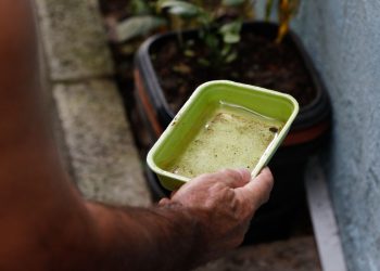 Chikungunya traz preocupações após uma década de presença no Brasil