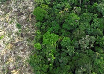 Pesquisa mede impacto de mudanças do clima e desmatamento na Amazônia