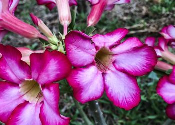 Hoje é Dia: início da primavera e datas ligadas à saúde são destaques