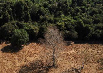 Brasil pode suprir demanda por bioenergia sem desmatar, aponta estudo