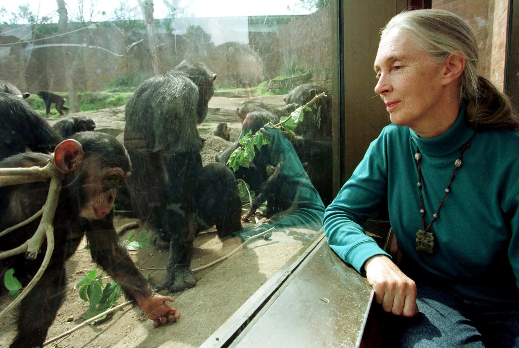2025-10-01T182001Z_965394076_RC253HAIYKH0_RTRMADP_3_PEOPLE-JANE-GOODALL.jpg