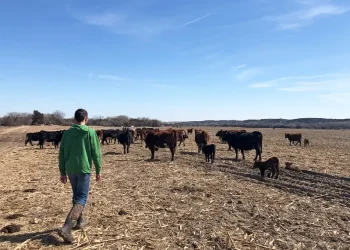 Fazendeiros dos EUA criticam proposta de Trump para importar carne da Argentina