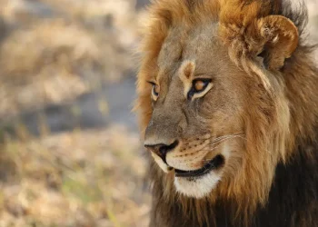 entenda o sistema que vai mudar a forma de pagar impostos no Brasil