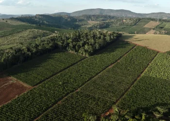 produção brasileira está à beira do colapso; entenda