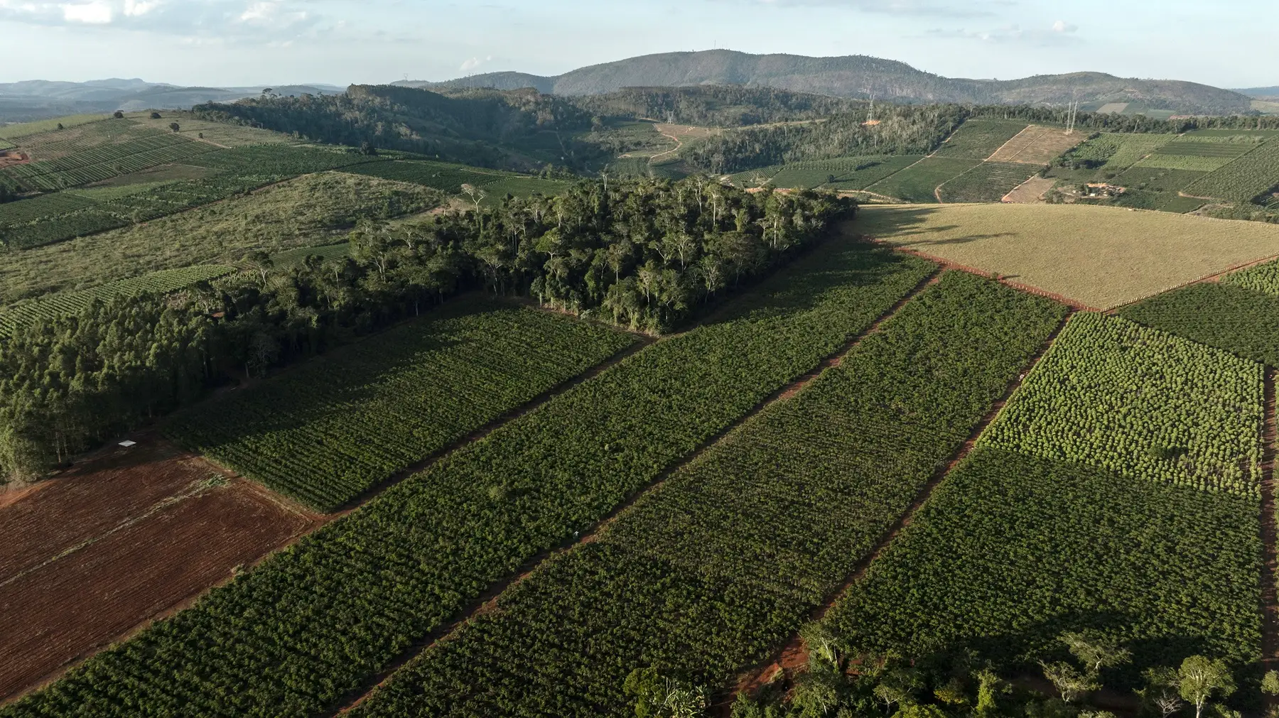 BRAZIL-DEFORESTATION-COFFEE-2.jpg