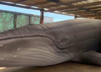 Jardim Botânico do Rio expõe réplica de jubarte por conscientização