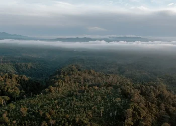 China decide não investir em fundo florestal criado pelo Brasil na COP30