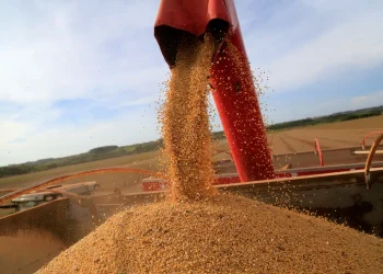 Soja do Brasil seria competitiva mesmo sem tarifas da China para EUA, dizem analistas