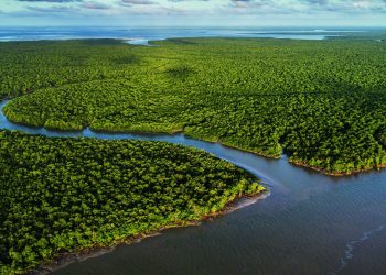 Exposição no CCBB RJ destaca importância e riqueza dos manguezais