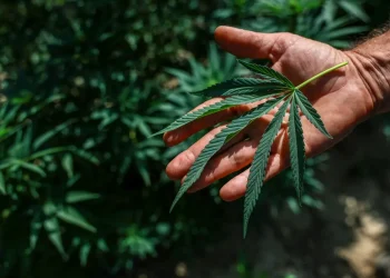 Trump assina decreto que flexibiliza restrições à cannabis nos EUA