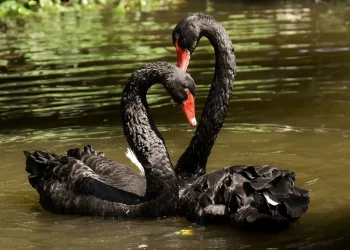 Os 8 “cisnes negros” que podem abalar os mercados globais em 2026, segundo Saxo Bank