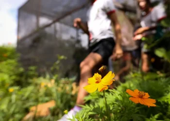 Dia da Educação Ambiental destaca iniciativas de conscientização