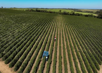 Acordo Mercosul-UE deve favorecer agro sustentável do Brasil, dizem especialistas