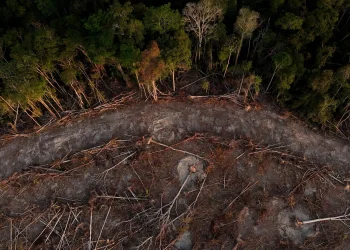 Abandono da Moratória da Soja coloca em dúvida promessas ‘verdes’ das tradings