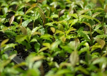 Mata Atlântica: de bioma devastado a exemplo de restauração florestal