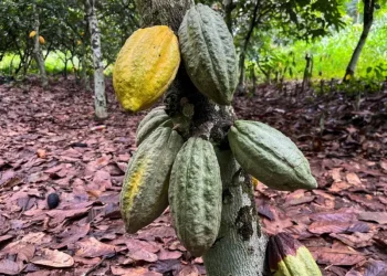 Exportações de chocolate e cacau avançam 86% e somam quase US$ 1 bi de 2021 a 2025